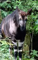 Okapi