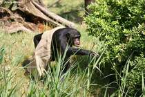 Westlicher Schimpanse