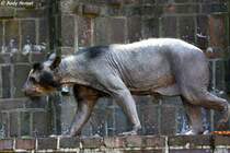 Brillenbr. Was mit dem passiert ist....keine Ahnung!!!