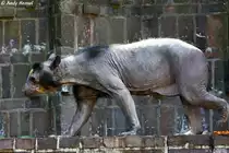 Brillenb�r. Was mit dem passiert ist....keine Ahnung!!!