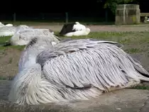 Ein sich ausruhender und sonnender Rotr�cken-, bzw. R�telpelikan im Tierpark Berlin