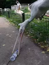Ein Krauskopfpelikan spielt mit einer Wasserflasche im Tierpark Berlin