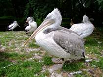 Krauskopfpelikan im Tierpark Berlin