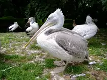Krauskopfpelikan im Tierpark Berlin