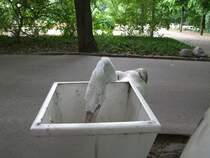 Krauskopfpelikan  Onkel  durchwhlt eine Mlltonne nach brauchbaren Spielzeugen im Tierpark Berlin