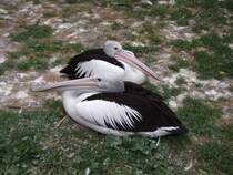 Brillenpelikane  Max  und  Gretel , das momentane Traumpaar im Tierpark Berlin. Max ist im Vordergrund zu sehen, Gretel im Hintergrund.