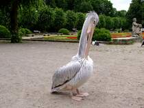 Rotrckenpelikan, bzw. Rtelpelikan bei der Gefiederpflege im Tierpark Berlin