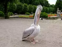 Rotr�ckenpelikan, bzw. R�telpelikan bei der Gefiederpflege im Tierpark Berlin