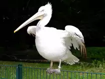 Krauskopfpelikan balanciert auf einem Gitter im Tierpark Berlin