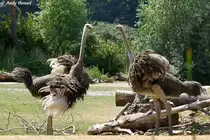 2 Strau�e beim  Diskutieren .