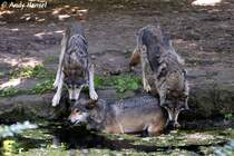 Wolf (Eurasischer Wolf)