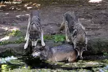 Wolf (Eurasischer Wolf)