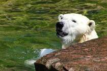 Eisbr im Nrnberger Zoo
