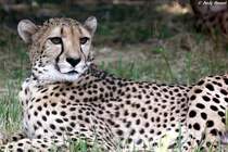Gepard