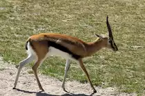 Thomson-Gazelle