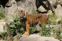 Sibirischer Tiger oder auch Amurtiger