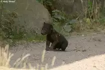 Die Jungtiere der T�pfelhy�nen werden sehr lange ges�ugt.