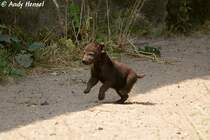 Junge Tpfelhyne. Mit fnf bis sechs Wochen beginnt das Fell der Jungtiere, die Erwachsenenfrbung anzunehmen, was mit vier bis fnf Monaten abgeschlossen ist.
