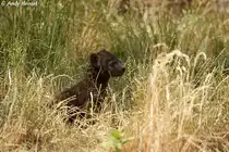  Ganz sch�n hoch das Gras hier. . Junge T�pfelhy�ne.