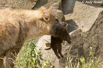  Lass mich doch mal los!!! Ich will die Welt erkunden. . Tpfelhyne mit Junges.