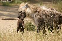 Tpfelhyne mit Junges. Nach einer rund 110-tgigen Tragzeit bringt das Weibchen meist zwei, manchmal auch ein oder drei Jungtiere zur Welt.  