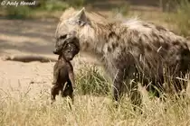 T�pfelhy�ne mit Junges. Nach einer rund 110-t�gigen Tragzeit bringt das Weibchen meist zwei, manchmal auch ein oder drei Jungtiere zur Welt.  