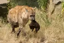 T�pfelhy�ne oder Fleckenhy�ne mit Junges.