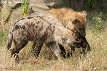 Tpfelhynen oder Fleckenhynen mit Junges im Tierpark Berlin.