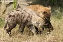 T�pfelhy�nen oder Fleckenhy�nen mit Junges im Tierpark Berlin.