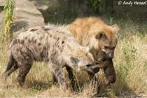 Tpfelhynen oder Fleckenhynen.