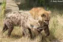 T�pfelhy�nen oder Fleckenhy�nen.