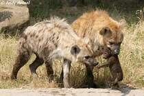 Liebevolle Pflege der Tpfelhynen. An der Aufzucht beteiligt sich in einem gewissen Mae auch das Mnnchen. 