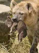 T�pfelhy�ne oder Fleckenhy�ne mit Junges.