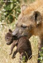 Nicht bel bei der Hitze getragen zu werden. Nachwuchs bei den Tpfelhynen im Tierpark Berlin.