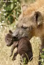 Nicht �bel bei der Hitze getragen zu werden. Nachwuchs bei den T�pfelhy�nen im Tierpark Berlin.