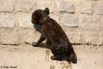  Kletterpartie . Nachwwuchs bei den Tpfelhynen.