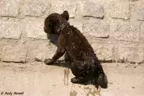  Kletterpartie . Nachwwuchs bei den T�pfelhy�nen.