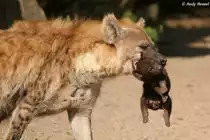 T�pfelhy�ne mit Junges