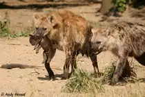 Liebevolle Eltern. T�pfelhy�nen mit Junges