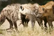  Toll!!! Alles k�mmert sich nur um MICH!!!  T�pfelhy�nen mit Junges