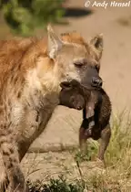 T�pfelhy�ne mit Junges