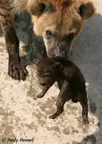 Es sah so aus, als ob das Junge absichtlich von den Elterntieren  vorgef�hrt  wurde. Das Junge wurde ganz dicht an allen Besuchern vorbeigetragen. T�pfelhy�nen