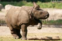  Kleines Tnzchen! . Junges Panzernashorn