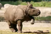  Kleines T�nzchen! . Junges Panzernashorn