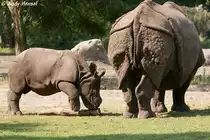 Hier mal der Vergleich  Jung und Alt . Panzernash�rner.