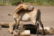 Es juckt. Przewalski-Pferd