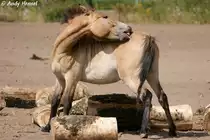 Es juckt. Przewalski-Pferd