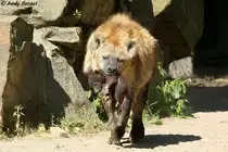 Hy�nen geh�ren zu den katzenartigen Raubtieren. Hier eine T�pfel- oder Fleckenhy�ne mit Nachwuchs.