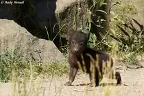 Nachwuchs bei den T�pfelhy�nen im Tierpark Berlin.