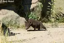 Fast 3 Wochen alte T�pfelhy�ne